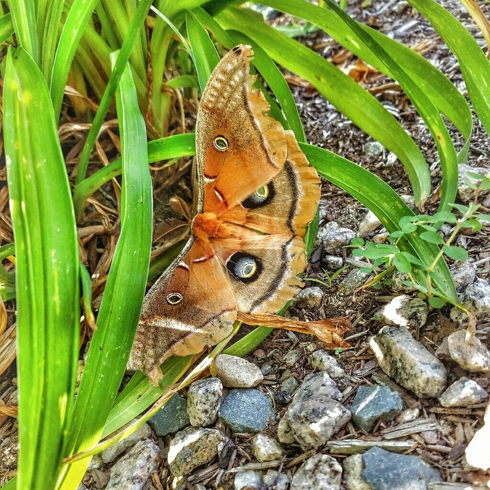 Meet your Posher, Chloe